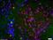 Histone H3 antibody, orb6156, Biorbyt, Immunohistochemistry paraffin image 