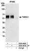 Potassium channel subfamily K member 5 antibody, A304-447A, Bethyl Labs, Immunoprecipitation image 