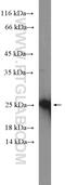 Phosphoinositide Interacting Regulator Of Transient Receptor Potential Channels antibody, 20990-1-AP, Proteintech Group, Western Blot image 