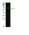 NUT Midline Carcinoma Family Member 1 antibody, A10092, Boster Biological Technology, Western Blot image 