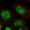 Zinc Finger Protein 300 antibody, HPA028975, Atlas Antibodies, Immunofluorescence image 