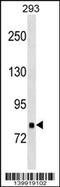 Tankyrase 1 Binding Protein 1 antibody, 60-316, ProSci, Western Blot image 