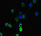 LAO antibody, LS-C678328, Lifespan Biosciences, Immunofluorescence image 