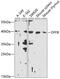 DNA Fragmentation Factor Subunit Beta antibody, 13-435, ProSci, Western Blot image 