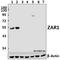Zygote Arrest 1 antibody, A12936-1, Boster Biological Technology, Western Blot image 