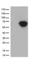 CD5 Molecule antibody, TA802404S, Origene, Western Blot image 