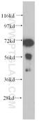 Poly(A) Binding Protein Cytoplasmic 4 antibody, 14960-1-AP, Proteintech Group, Western Blot image 