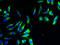 Cytochrome C1 antibody, A53893-100, Epigentek, Immunofluorescence image 