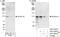 Zinc Finger CCCH-Type Containing 11A antibody, A301-523A, Bethyl Labs, Immunoprecipitation image 
