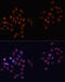 Golgin A2 antibody, 16-510, ProSci, Immunofluorescence image 