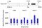 Forkhead Box A3 antibody, GTX79266, GeneTex, Chromatin Immunoprecipitation image 