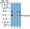 Radical S-Adenosyl Methionine Domain Containing 2 antibody, NBP2-03971, Novus Biologicals, Western Blot image 