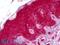 HGFIN antibody, LS-B6406, Lifespan Biosciences, Immunohistochemistry frozen image 