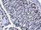 Protein Inhibitor Of Activated STAT 4 antibody, NBP1-31215, Novus Biologicals, Immunohistochemistry frozen image 