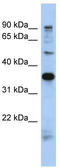 Proline Rich 19 antibody, TA333336, Origene, Western Blot image 