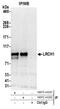 Leucine Rich Repeats And Calponin Homology Domain Containing 1 antibody, NBP2-44282, Novus Biologicals, Western Blot image 