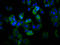 Myelin Protein Zero Like 3 antibody, LS-C680886, Lifespan Biosciences, Immunofluorescence image 