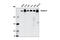 Filamin B antibody, 12979S, Cell Signaling Technology, Western Blot image 
