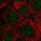 Ribonuclease H2 subunit C antibody, HPA065375, Atlas Antibodies, Immunofluorescence image 