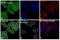 Cytokine receptor common subunit beta antibody, PA5-28000, Invitrogen Antibodies, Immunofluorescence image 