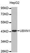 UBX Domain Protein 1 antibody, abx003550, Abbexa, Western Blot image 