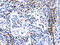 Docking protein 3 antibody, CSB-PA338014, Cusabio, Immunohistochemistry paraffin image 