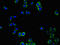 Peroxiredoxin 3 antibody, orb46047, Biorbyt, Immunofluorescence image 