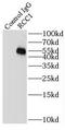 Regulator Of Chromosome Condensation 1 antibody, FNab07209, FineTest, Immunoprecipitation image 