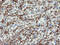 Glutamyl Aminopeptidase antibody, M06961-1, Boster Biological Technology, Immunohistochemistry paraffin image 