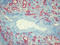Endothelial Cells antibody, AM26065PU-N, Origene, Immunohistochemistry frozen image 