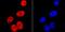 Structural Maintenance Of Chromosomes 3 antibody, NBP2-67153, Novus Biologicals, Immunofluorescence image 