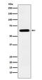 Dihydropyrimidinase Like 5 antibody, M08644-3, Boster Biological Technology, Western Blot image 
