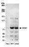 Golgi Associated, Gamma Adaptin Ear Containing, ARF Binding Protein 1 antibody, A305-368A, Bethyl Labs, Western Blot image 
