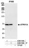 ATPase H+ Transporting V1 Subunit A antibody, A305-193A, Bethyl Labs, Immunoprecipitation image 