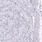 Sucrase-isomaltase, intestinal antibody, PA5-52871, Invitrogen Antibodies, Immunohistochemistry frozen image 