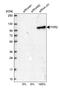 Fragile X mental retardation syndrome-related protein 2 antibody, HPA022997, Atlas Antibodies, Western Blot image 