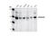Eukaryotic Translation Initiation Factor 4 Gamma 2 antibody, 2182S, Cell Signaling Technology, Western Blot image 