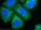 Keratin 8 antibody, 10384-1-AP, Proteintech Group, Immunofluorescence image 