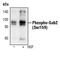 GRB2 Associated Binding Protein 2 antibody, PA5-17528, Invitrogen Antibodies, Western Blot image 