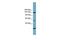 ITA8 antibody, GTX46547, GeneTex, Western Blot image 