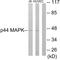 Mitogen-activated protein kinase 3 antibody, LS-C118841, Lifespan Biosciences, Western Blot image 
