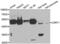 LSM11, U7 Small Nuclear RNA Associated antibody, LS-C349309, Lifespan Biosciences, Western Blot image 
