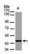 Src substrate protein p85 antibody, orb14649, Biorbyt, Western Blot image 