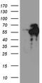 Chromosome 9 Open Reading Frame 43 antibody, M18370, Boster Biological Technology, Western Blot image 
