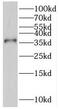 Prostaglandin reductase 1 antibody, FNab06919, FineTest, Western Blot image 