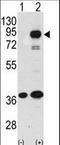 Prospero homeobox protein 1 antibody, LS-C97698, Lifespan Biosciences, Western Blot image 