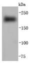 Myosin-6 antibody, NBP2-66965, Novus Biologicals, Western Blot image 