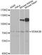 Semaphorin-3B antibody, A7004, ABclonal Technology, Western Blot image 