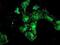 Proteasome Subunit Beta 9 antibody, NBP2-01817, Novus Biologicals, Immunofluorescence image 