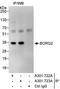 CDC42 Effector Protein 3 antibody, A301-722A, Bethyl Labs, Immunoprecipitation image 